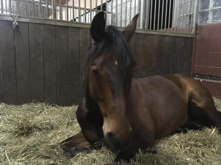 Westphalian Gelding 11 years 16 hh Brown in Wemding