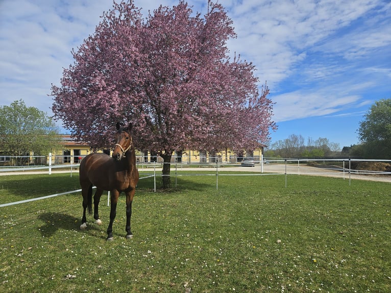 Westphalian Gelding 11 years 16 hh Brown in Wemding