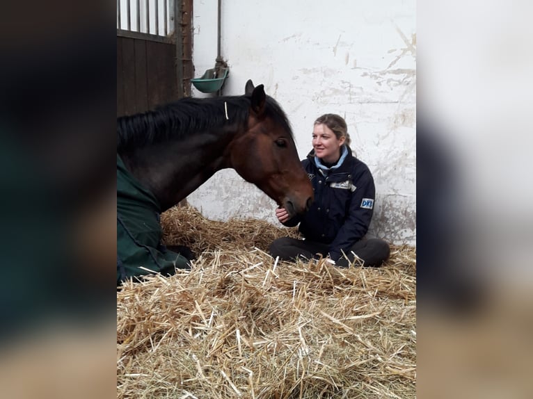 Westphalian Gelding 11 years 16 hh Brown in Wemding