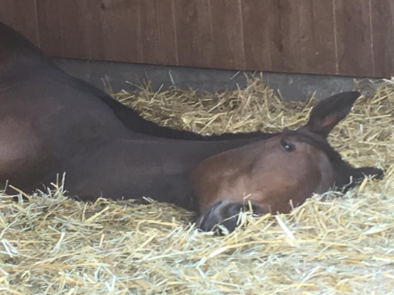Westphalian Gelding 11 years 16 hh Brown in Wemding