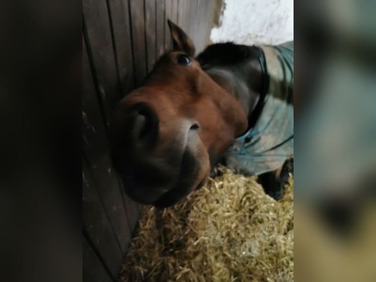 Westphalian Gelding 11 years 16 hh Brown in Wemding