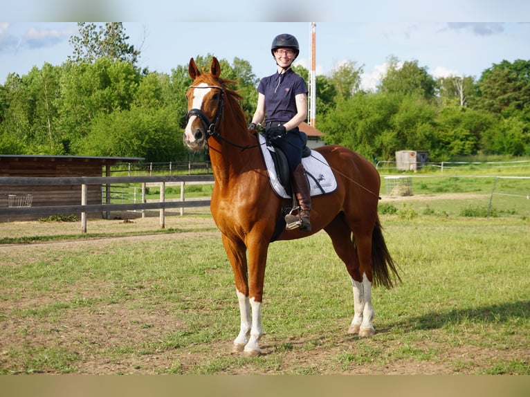 Westphalian Gelding 11 years 16 hh Chestnut-Red in Leipzig