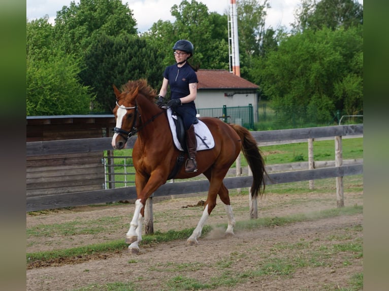 Westphalian Gelding 11 years 16 hh Chestnut-Red in Leipzig