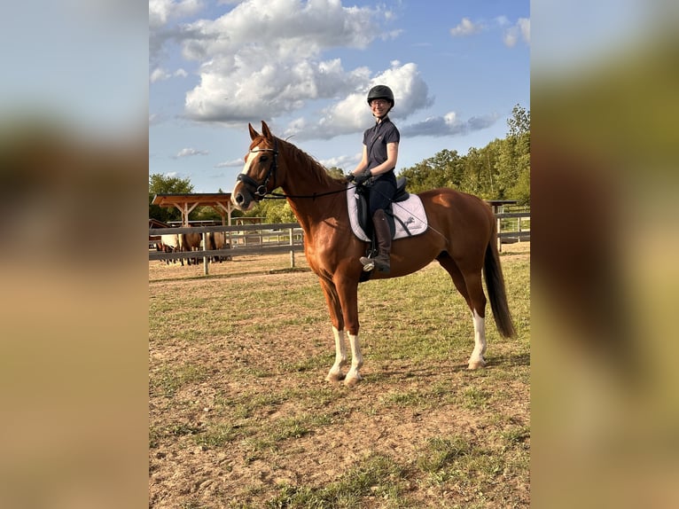Westphalian Gelding 11 years 16 hh Chestnut-Red in Leipzig
