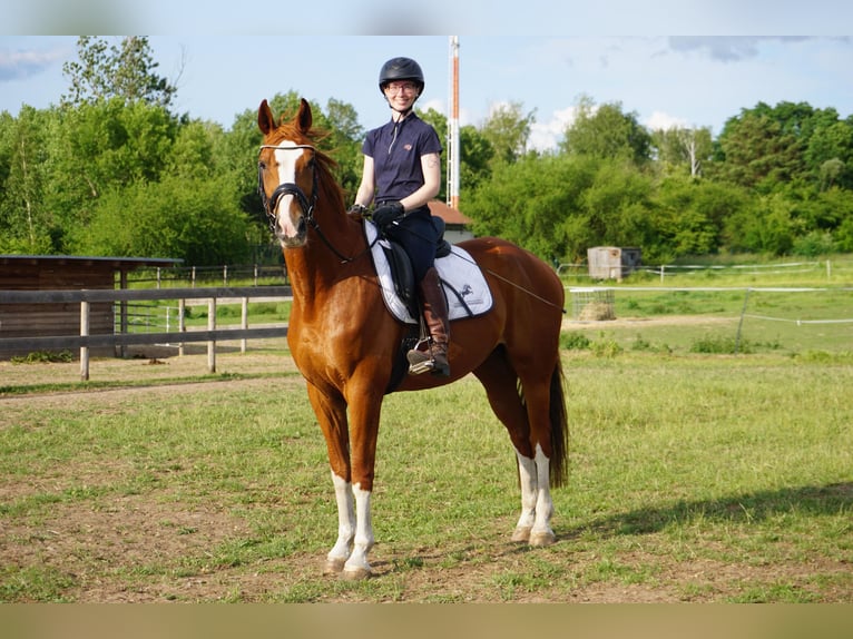 Westphalian Gelding 11 years 16 hh Chestnut-Red in Leipzig