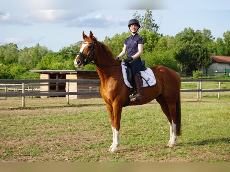 Westphalian Gelding 11 years 16 hh Chestnut-Red in Leipzig