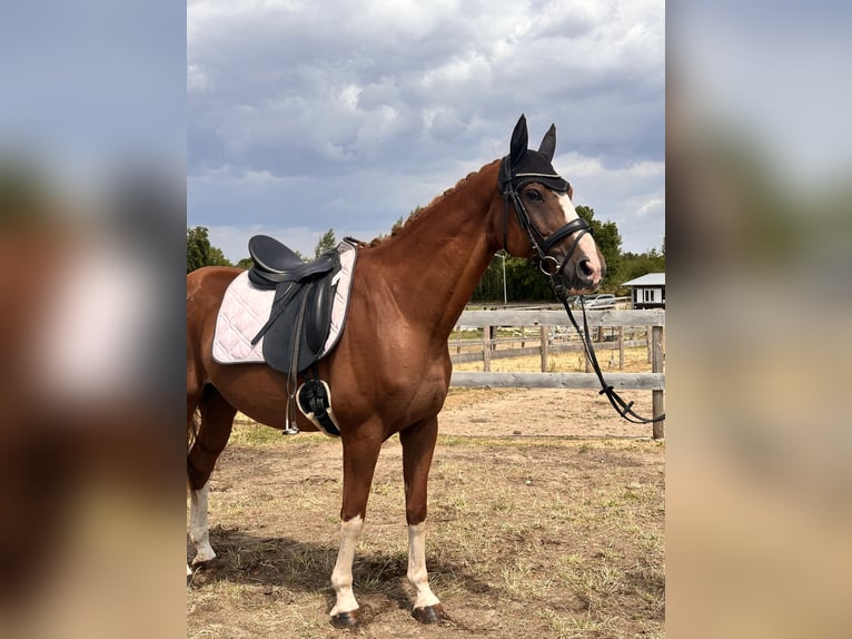 Westphalian Gelding 11 years 16 hh Chestnut-Red in Leipzig