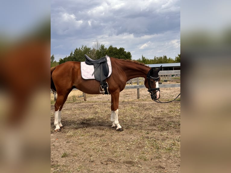 Westphalian Gelding 11 years 16 hh Chestnut-Red in Leipzig