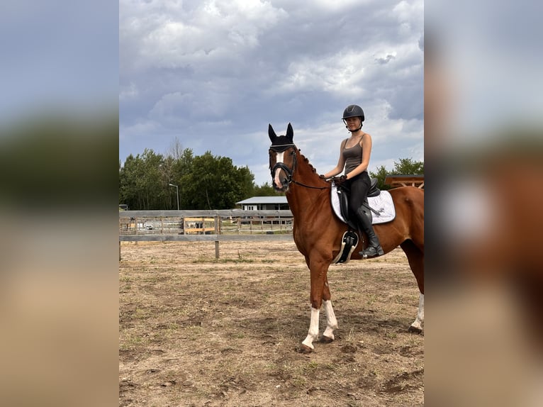 Westphalian Gelding 11 years 16 hh Chestnut-Red in Leipzig