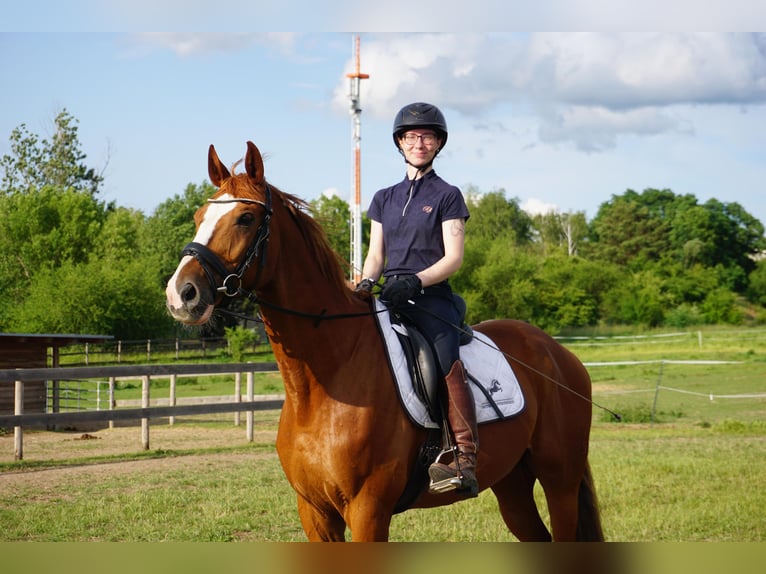 Westphalian Gelding 11 years 16 hh Chestnut-Red in Leipzig