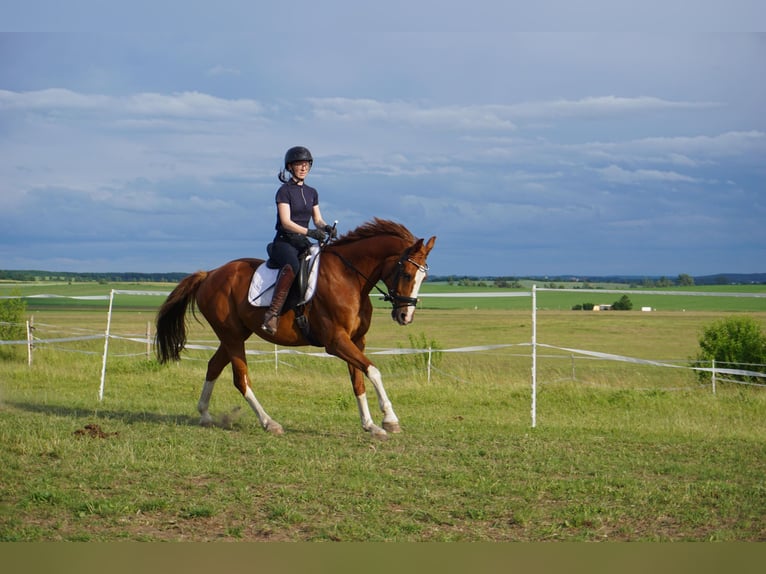 Westphalian Gelding 11 years 16 hh Chestnut-Red in Leipzig