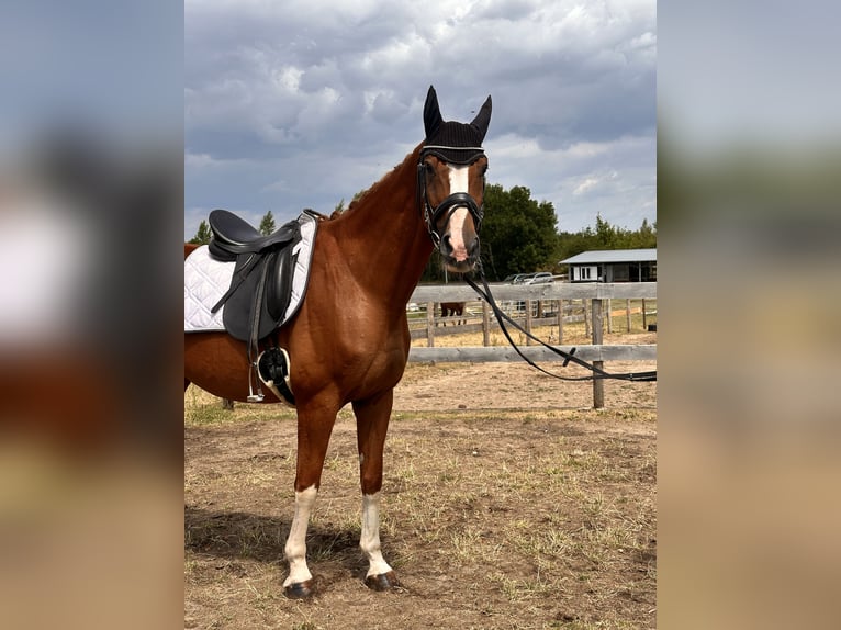 Westphalian Gelding 11 years 16 hh Chestnut-Red in Leipzig
