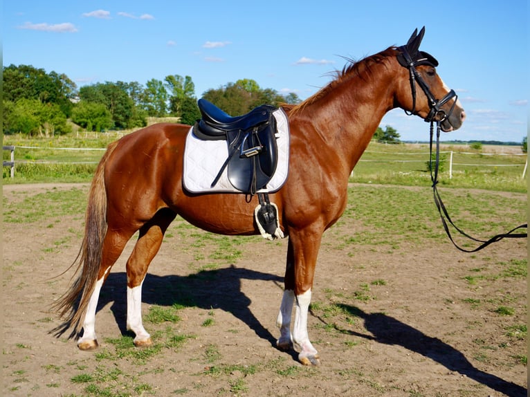 Westphalian Gelding 11 years 16 hh Chestnut-Red in Leipzig