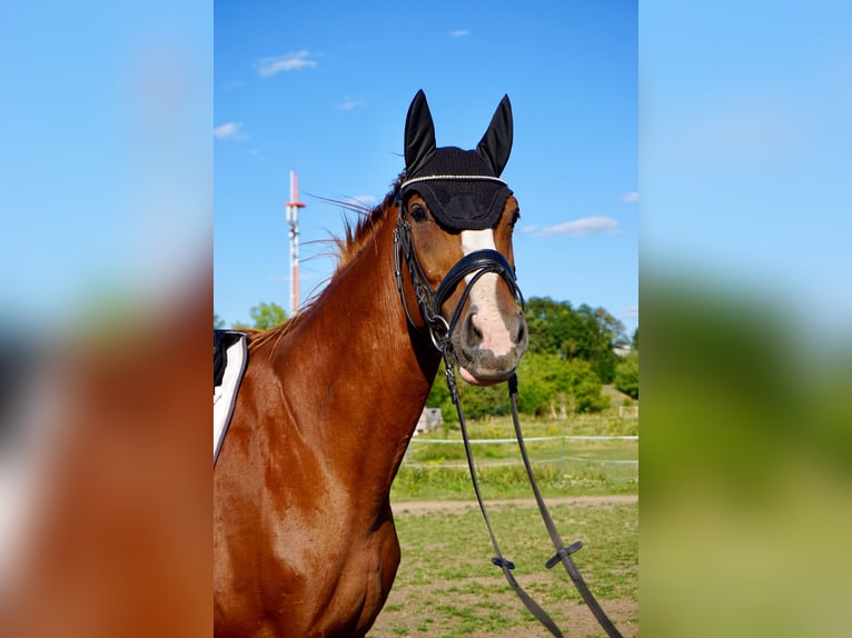 Westphalian Gelding 11 years 16 hh Chestnut-Red in Leipzig