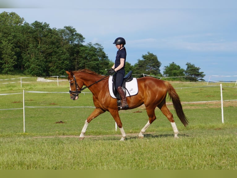 Westphalian Gelding 11 years 16 hh Chestnut-Red in Leipzig