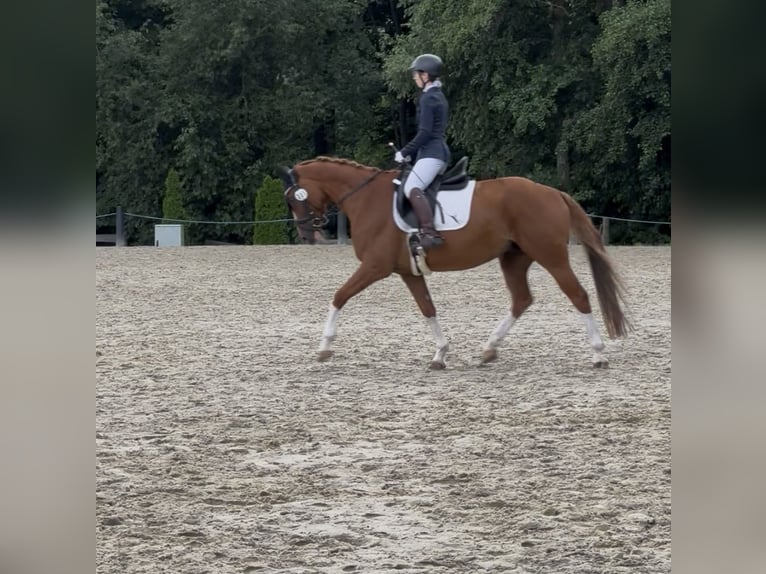 Westphalian Gelding 11 years 16 hh Chestnut-Red in Leipzig