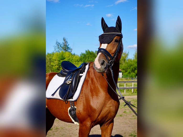 Westphalian Gelding 11 years 16 hh Chestnut-Red in Leipzig