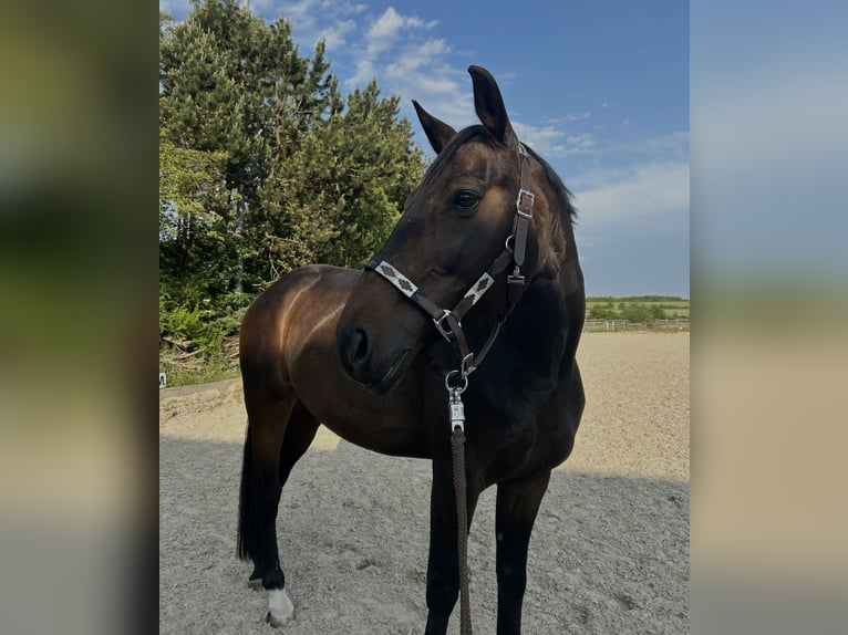 Westphalian Gelding 11 years 16,1 hh Bay-Dark in Hannover