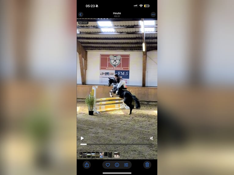 Westphalian Gelding 11 years 16,1 hh Bay-Dark in Detmold