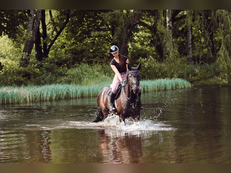 Westphalian Gelding 11 years 16,1 hh Bay-Dark in Detmold