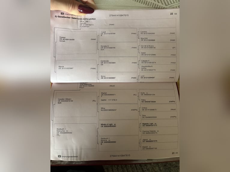 Westphalian Gelding 11 years 16,1 hh Bay in Smogorzów