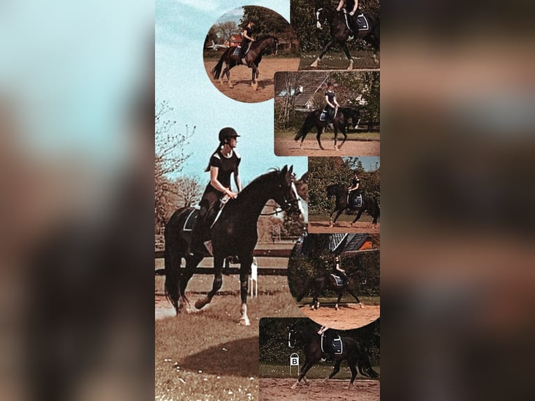 Westphalian Gelding 11 years 16,1 hh Black in Cuxhaven