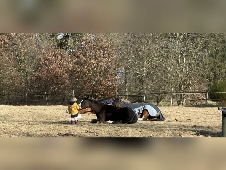 Westphalian Gelding 11 years 16,1 hh Black in Cuxhaven