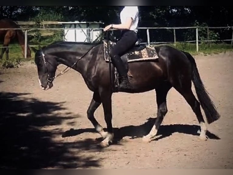 Westphalian Gelding 11 years 16,1 hh Black in Cuxhaven