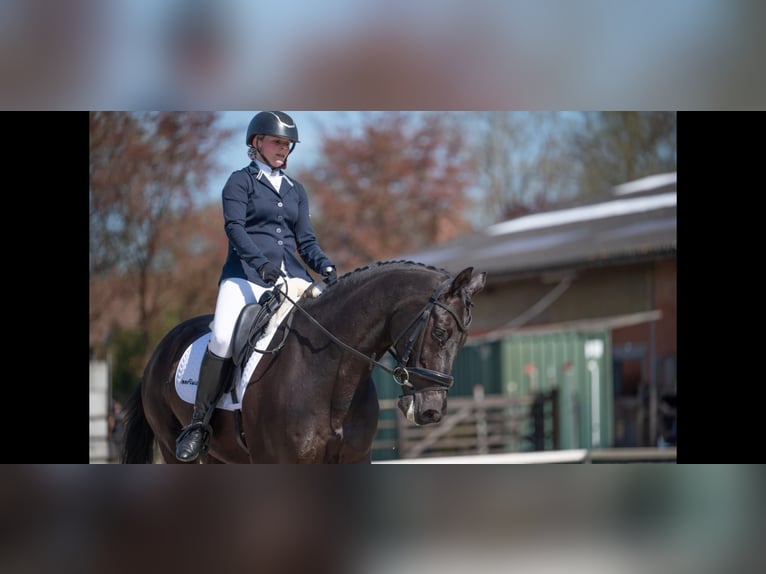 Westphalian Gelding 11 years 16,1 hh Smoky-Black in Olenolen