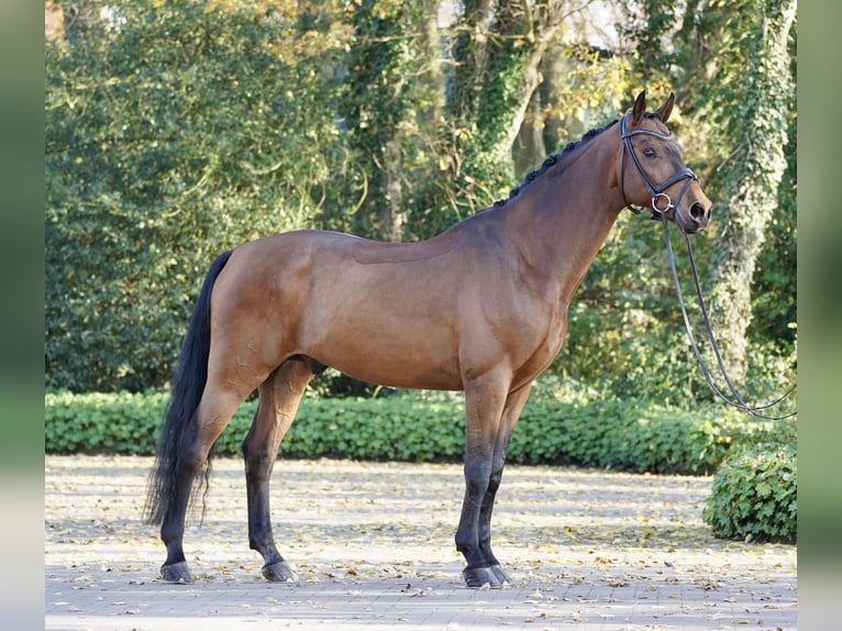 Westphalian Gelding 11 years 16,2 hh Brown in Horstmar