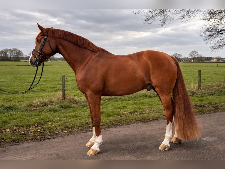 Westphalian Gelding 11 years 16,2 hh Chestnut-Red in Stade
