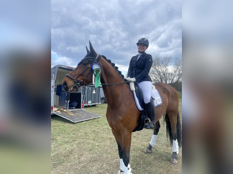 Westphalian Gelding 11 years 16,3 hh Brown in Langenzenn