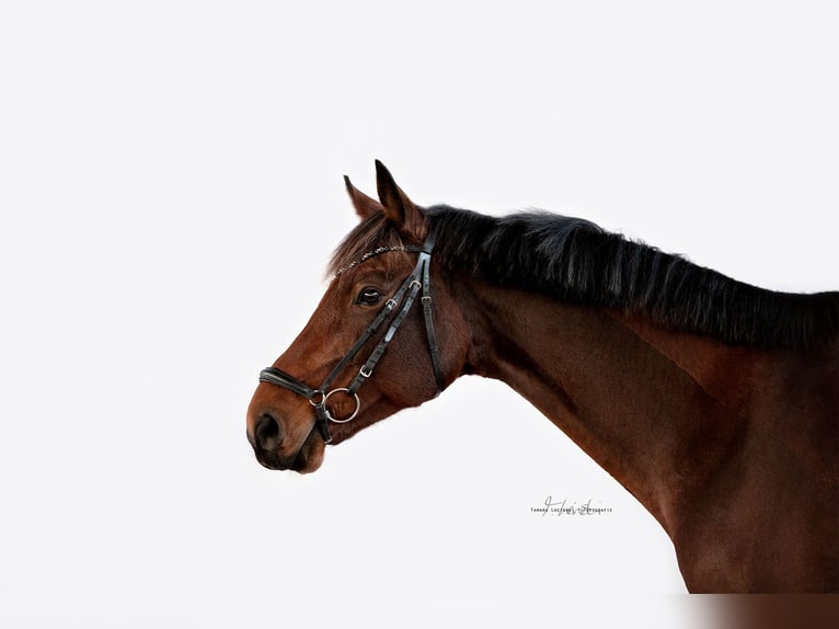 Westphalian Gelding 11 years 16,3 hh Brown in Langenzenn