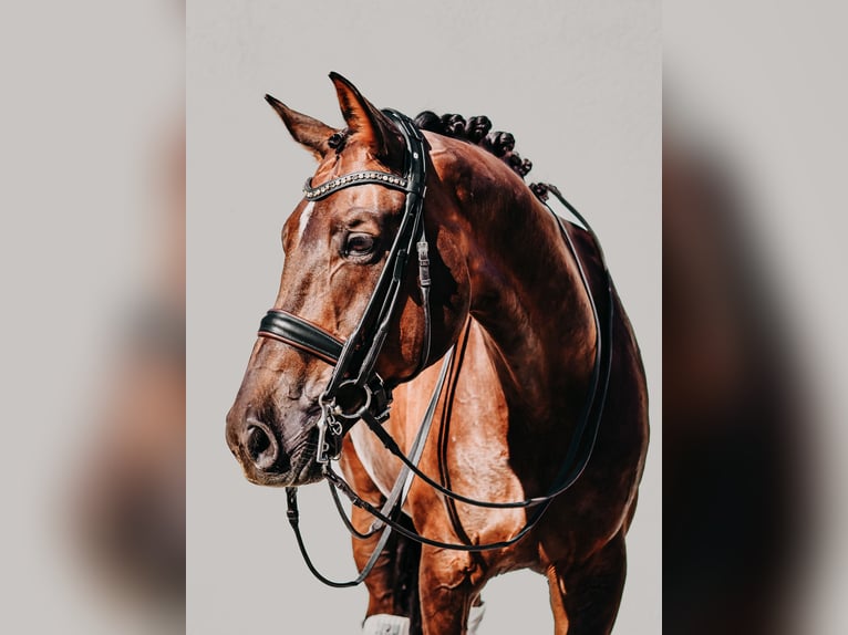 Westphalian Gelding 11 years 16,3 hh Chestnut-Red in Freiensteinau