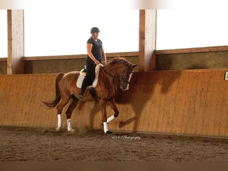 Westphalian Gelding 11 years 17,1 hh Chestnut-Red in Wolfsheim