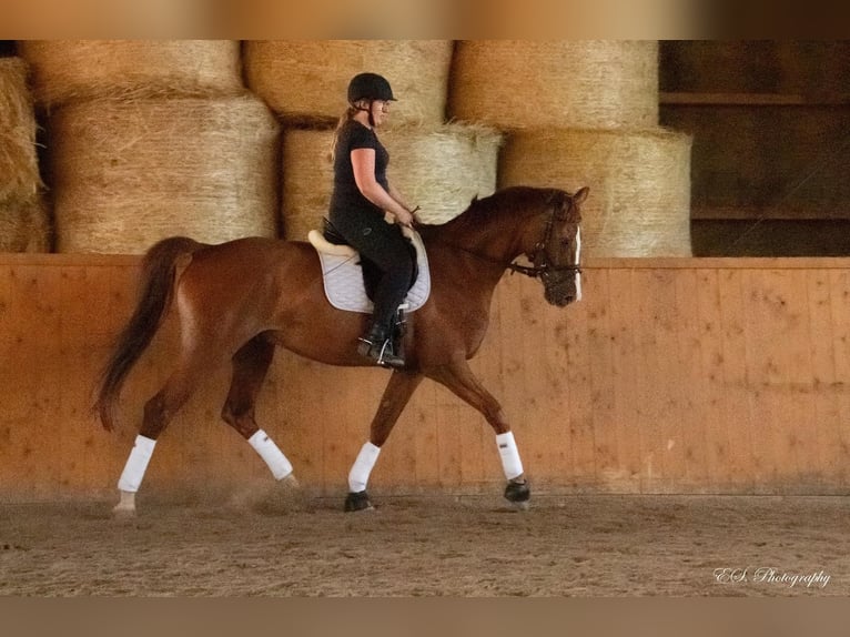 Westphalian Gelding 11 years 17,1 hh Chestnut-Red in Wolfsheim