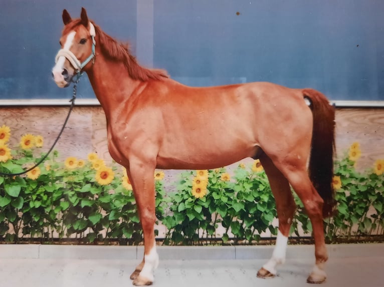 Westphalian Gelding 11 years 17,1 hh Chestnut-Red in Wolfsheim