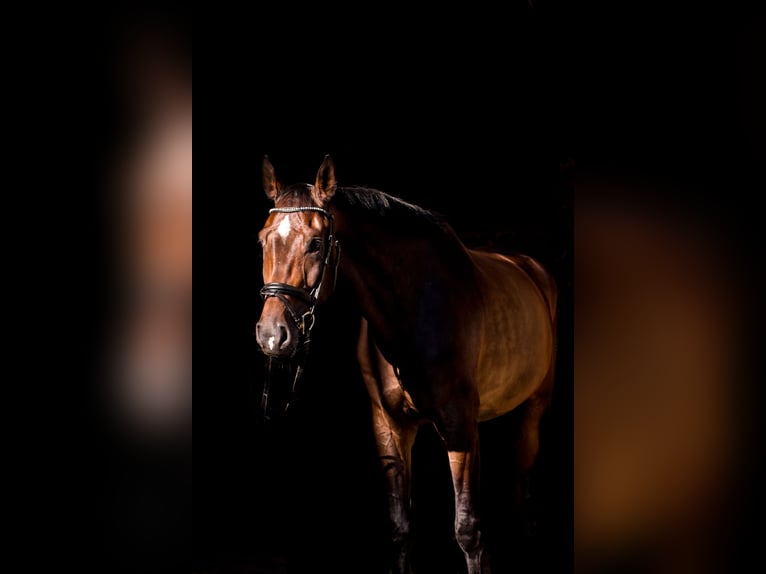 Westphalian Gelding 11 years 17 hh Bay-Dark in Blieskastel