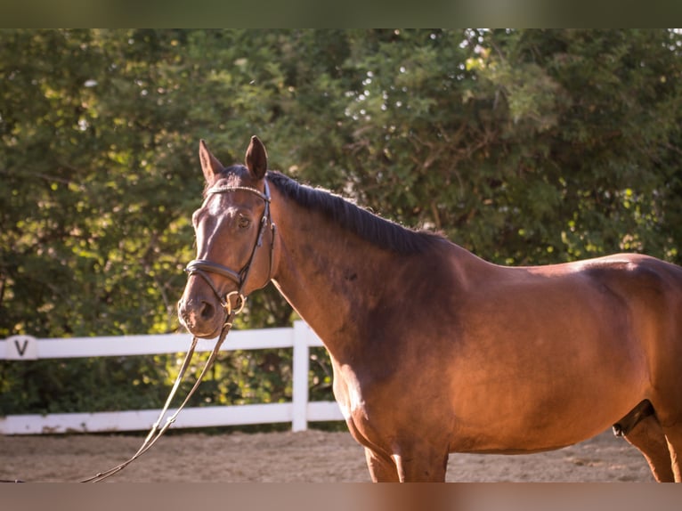 Westphalian Gelding 11 years 17 hh Bay-Dark in Blieskastel
