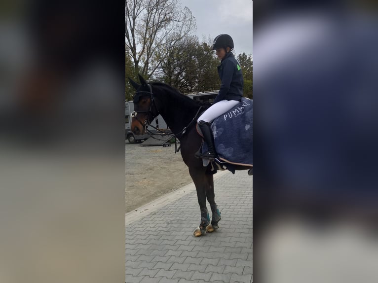 Westphalian Gelding 11 years 17 hh Bay-Dark in Versmold