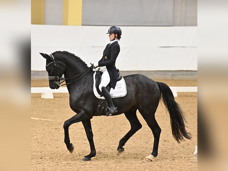 Westphalian Gelding 11 years 17 hh Black in Baldham