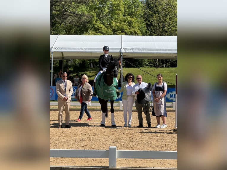 Westphalian Gelding 11 years 17 hh Black in Baldham