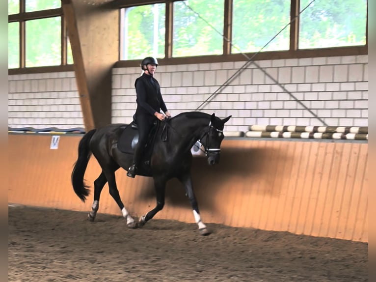Westphalian Gelding 11 years 17 hh Black in Bielefeld