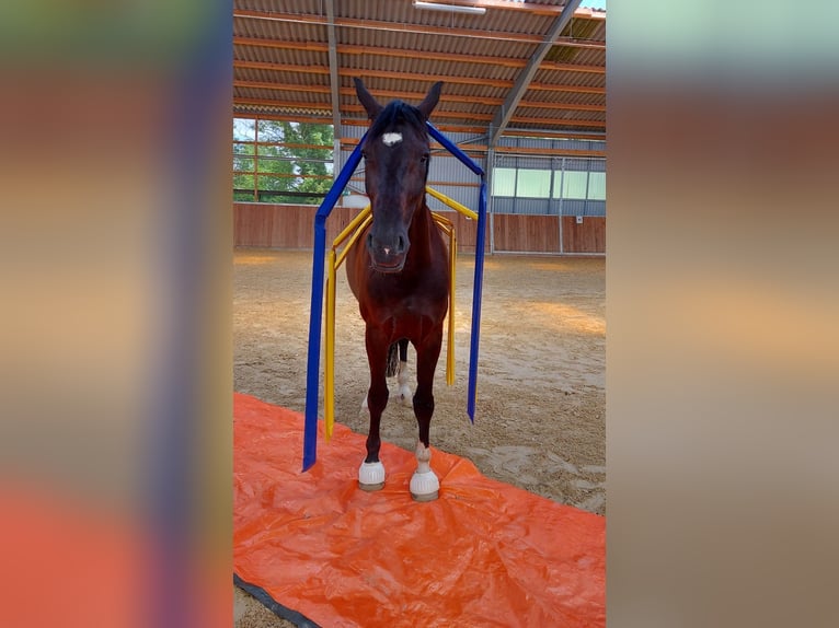 Westphalian Gelding 11 years 17 hh Black in Bielefeld