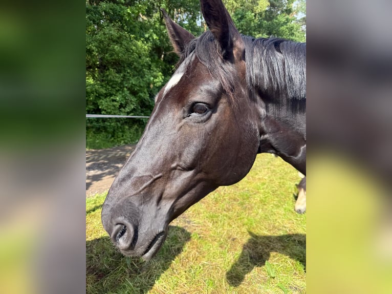 Westphalian Gelding 11 years 17 hh Black in Bielefeld