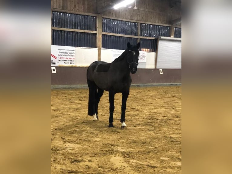 Westphalian Gelding 11 years 17 hh Black in Senden