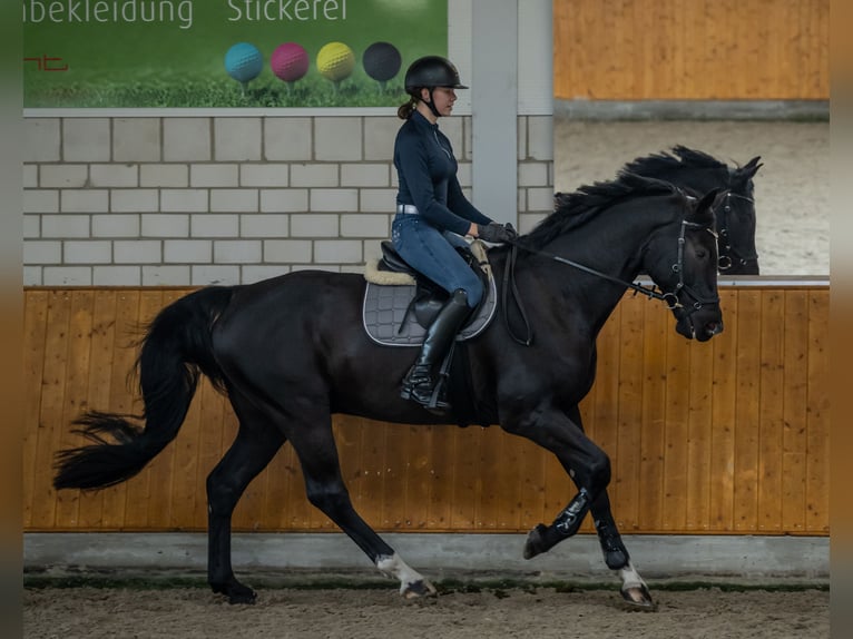 Westphalian Gelding 11 years 17 hh Black in Senden