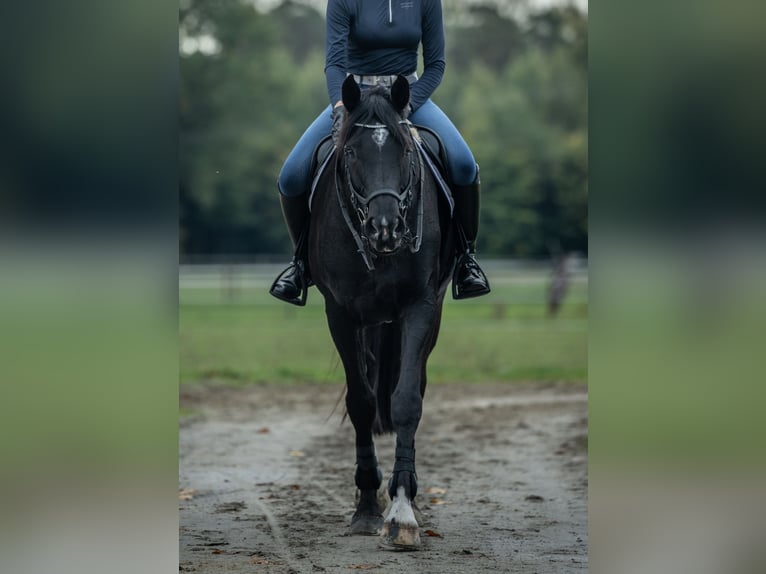 Westphalian Gelding 11 years 17 hh Black in Senden