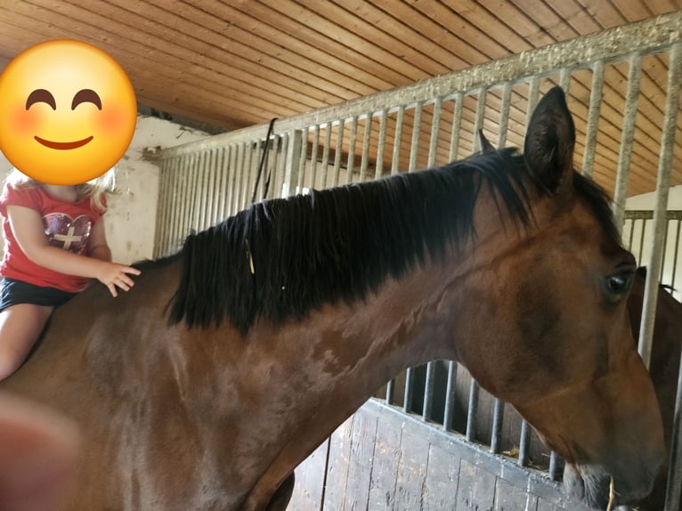 Westphalian Gelding 11 years 17 hh Brown in Buggingen