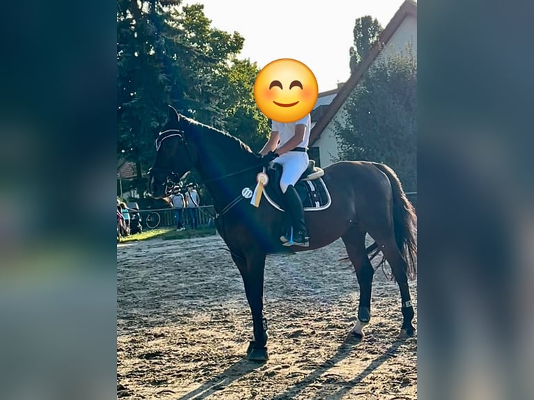 Westphalian Gelding 11 years 17 hh Brown in Buggingen